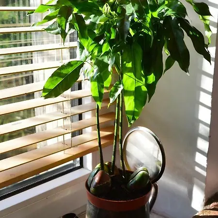 Villa Mlyn Z Pasja *